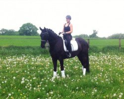 dressage horse Dejanero 3 (Hanoverian, 2012, from Don Index)