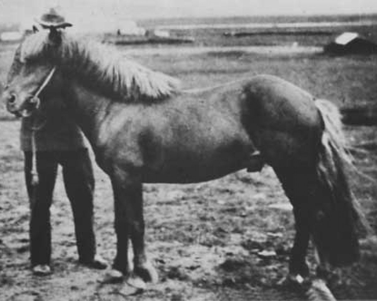 stallion Þór frá Fjalli (Iceland Horse, 1924, from Nasi frá Skarði)