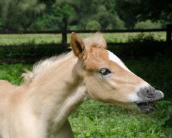 horse Sentinel Prime (Haflinger, 2017, from Starkwind)