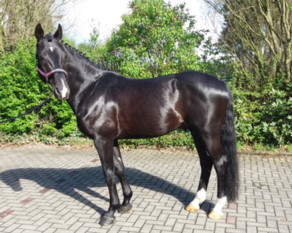 dressage horse Devon (Hanoverian,  , from D-Online)