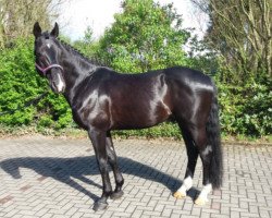 dressage horse Devon (Hanoverian,  , from D-Online)