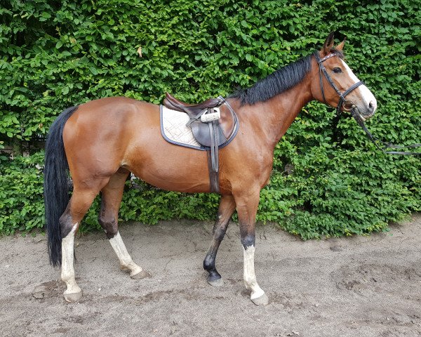 broodmare Zimmer, Nicole (Hungarian Warmblood, 2010, from Con Capilot)