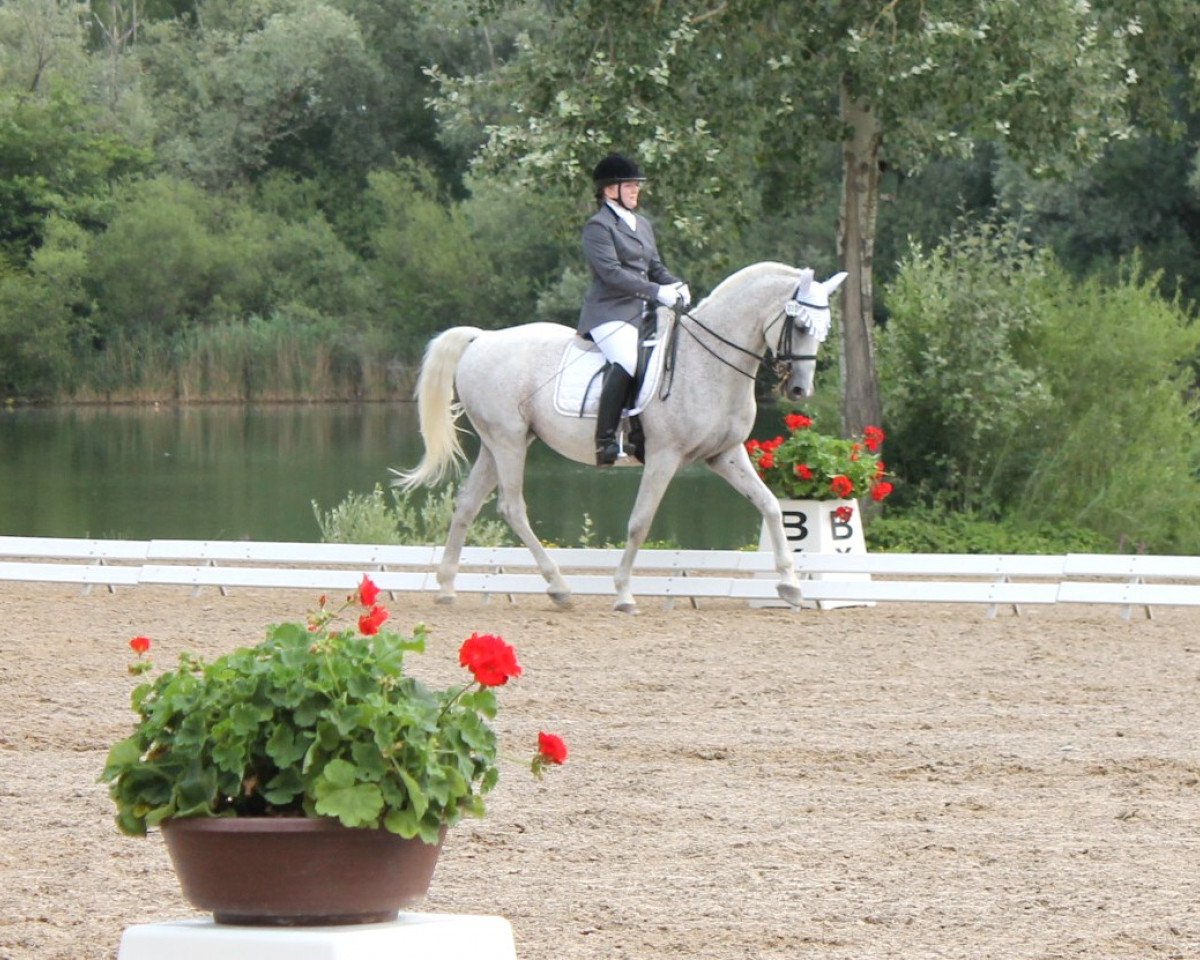dressage horse Csaszar Szendrey (Hungarian Warmblood, 1996, from Hullam-80)
