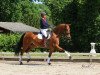 dressage horse Lady Rowena (Hanoverian, 2007, from Glock's Lord of Loxley)