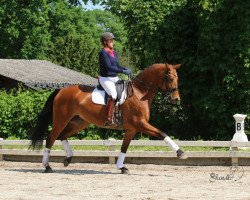 dressage horse Lady Rowena (Hanoverian, 2007, from Glock's Lord of Loxley)