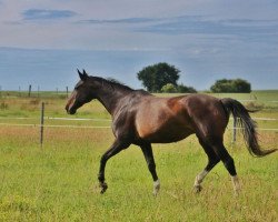 broodmare Piazetta (Westphalian,  , from Pinocchio)