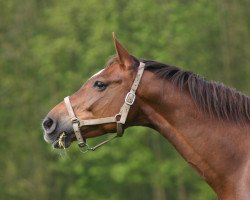 broodmare Creme de la Creme Z (Zangersheide riding horse, 1999, from Caretano Z)