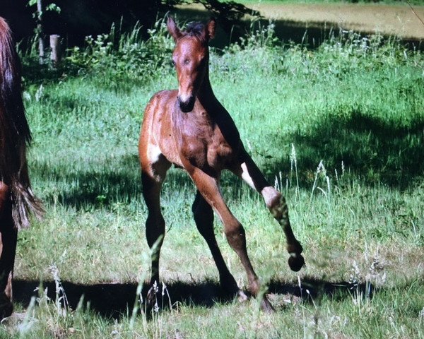 Springpferd Darioles Z (Zangersheide Reitpferd, 2017, von Dominator 2000 Z)