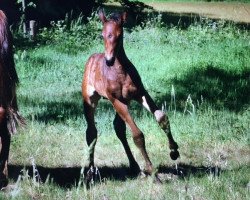 jumper Darioles Z (Zangersheide riding horse, 2017, from Dominator 2000 Z)