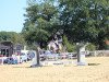 jumper Einfach Levana (Oldenburg show jumper, 2011, from Landuro 2)