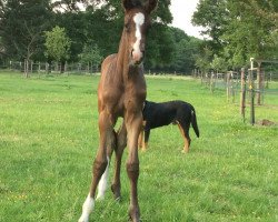 dressage horse Sabea (Westphalian, 2017, from Sir Heinrich OLD)