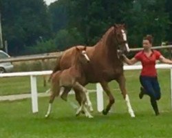 dressage horse Bailey (Westphalian, 2017, from Belissimo NRW)