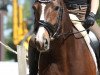 dressage horse Dilara 23 (Rhinelander, 2011, from Delamanga)