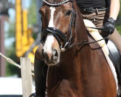 dressage horse Dilara 23 (Rhinelander, 2011, from Delamanga)