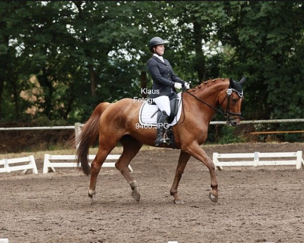 dressage horse Evita 250 (Zweibrücken, 2000, from Elan d' Espoir)