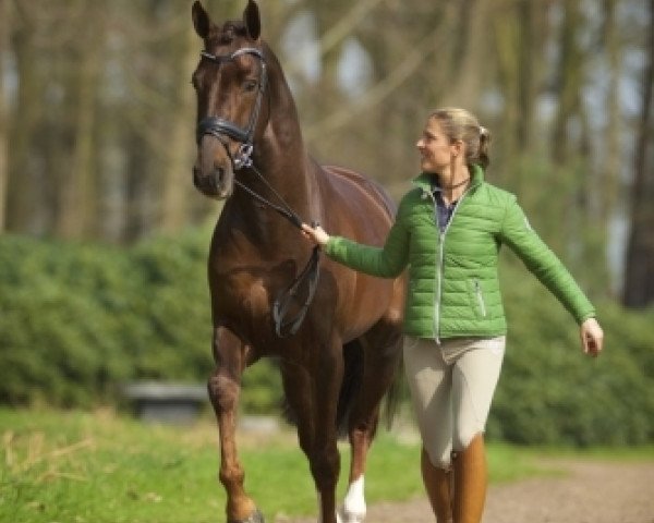 Deckhengst Fleau de Baian (Koninklijk Warmbloed Paardenstamboek Nederland (KWPN), 2010, von Jazz)