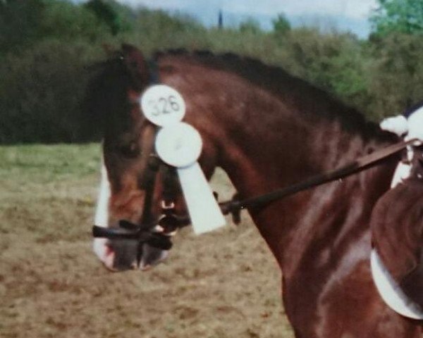 horse Walentino (German Riding Pony, 1989, from Weras)