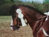 horse Walentino (German Riding Pony, 1989, from Weras)