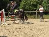 jumper Davidoff 105 (German Riding Pony, 1996, from Derby)