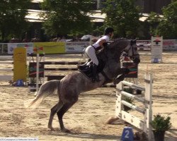 jumper Compagnon 12 (Oldenburg show jumper, 2011, from Calvados)