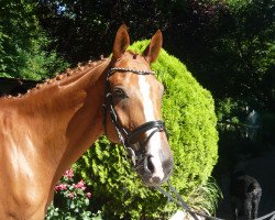 dressage horse Second Love H (Hanoverian, 2009, from Scolari)