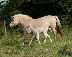 horse Tjuri (Fjord Horse, 2017, from Mr. Tveiten N.2591)