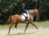 broodmare Peri-Quana (German Sport Horse, 2009, from Quaterback)