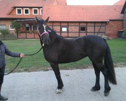 Zuchtstute Charlie's Shakira (Welsh-Cob (Sek. D), 2011, von Thers Billy Budd)