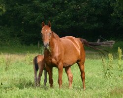 broodmare Fine Fleur de la Creme Z (Zangersheide riding horse, 2006, from Forrester)