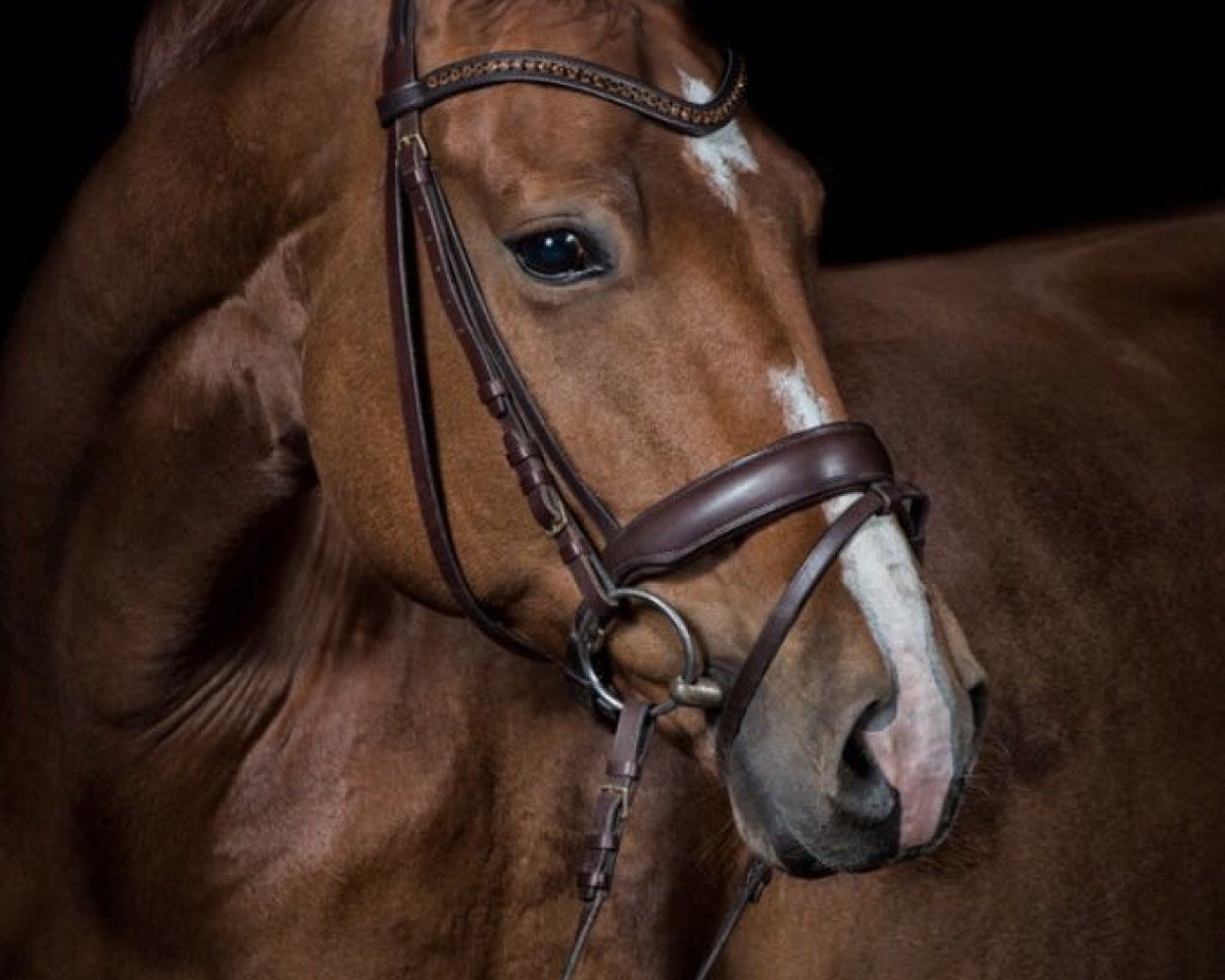 dressage horse Quintus W. (German Sport Horse, 2010, from Quaterback)