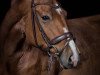 dressage horse Quintus W. (German Sport Horse, 2010, from Quaterback)