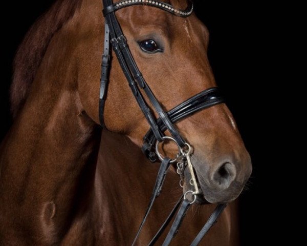 dressage horse Quentina W (German Warmblood, 2010, from Quaterback)