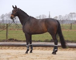 dressage horse San Fantastico (Hanoverian, 2009, from San Amour I)