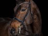 dressage horse Sir Sandro 10 (German Sport Horse, 2003, from Samba Hit I)