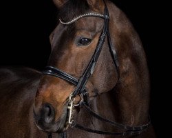 dressage horse Sir Sandro 10 (German Sport Horse, 2003, from Samba Hit I)