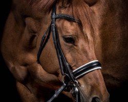 dressage horse Grace Kelly 91 (German Sport Horse, 2005, from Gondoliero)