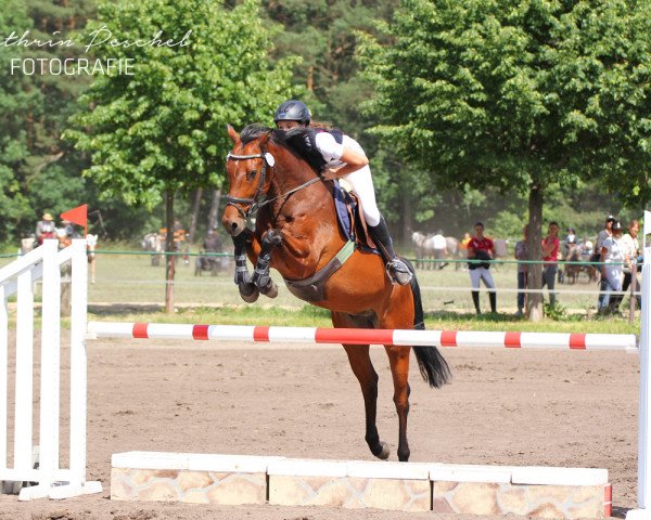 jumper Lucky Punch 12 (German Sport Horse, 2010, from Lands River 90 FIN)