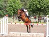 jumper Lucky Punch 12 (German Sport Horse, 2010, from Lands River)