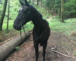 broodmare Westwolke (Oldenburg, 1994, from Westminster)