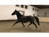 dressage horse Element (Russian Trakehner,  )