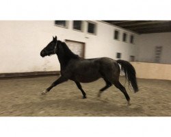 Dressurpferd Element (Russisch Trakehner,  )