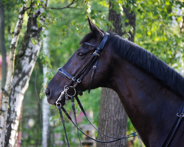 Springpferd Titan 144 (KWPN (Niederländisches Warmblut), 2000, von Ronaldo)