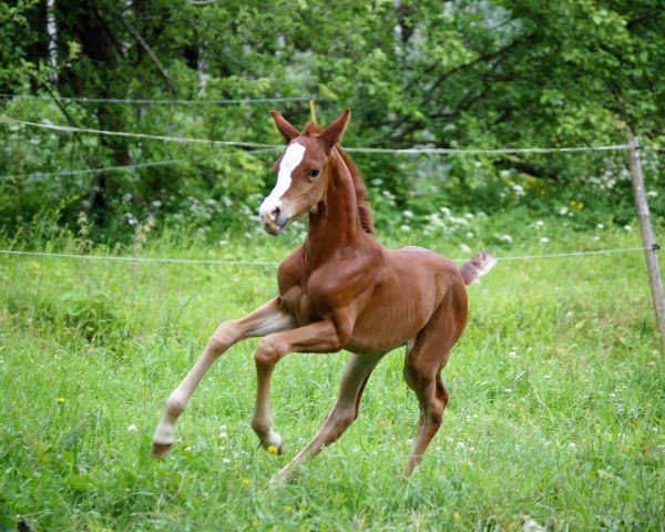 Dressurpferd Lady Romantica (Finnisches Warmblut, 2017, von Sir Donnerhall I)