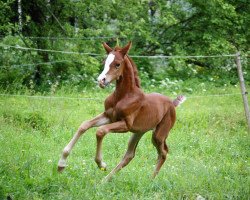 Pferd Lady Romantica (Finnisches Warmblut, 2017, von Sir Donnerhall I)