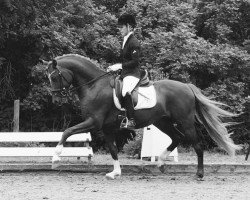 stallion Bonbon (German Riding Pony, 2012, from Beckenbauer)