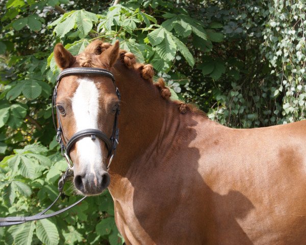 stallion Salvador's Sprig (Welsh mountain pony (SEK.A), 2007, from Solitaire Rubin)