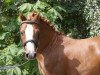 Deckhengst Salvador's Sprig (Welsh Mountain Pony (Sek.A), 2007, von Solitaire Rubin)