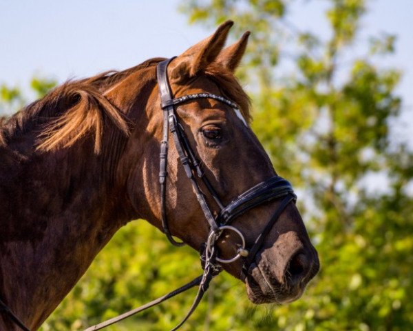 dressage horse Samba Girl 8 (Westphalian, 2011, from Sir Lanciano)