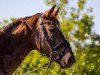 dressage horse Samba Girl 8 (Westphalian, 2011, from Sir Lanciano)