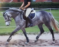 broodmare Amazing Grace 54 (Holsteiner, 2008, from Clinton H)